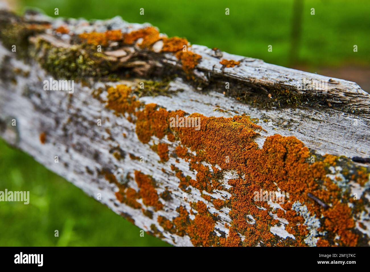 Détail de l'ancien poteau de clôture en bois en décomposition et recouvert de mousse orange Banque D'Images