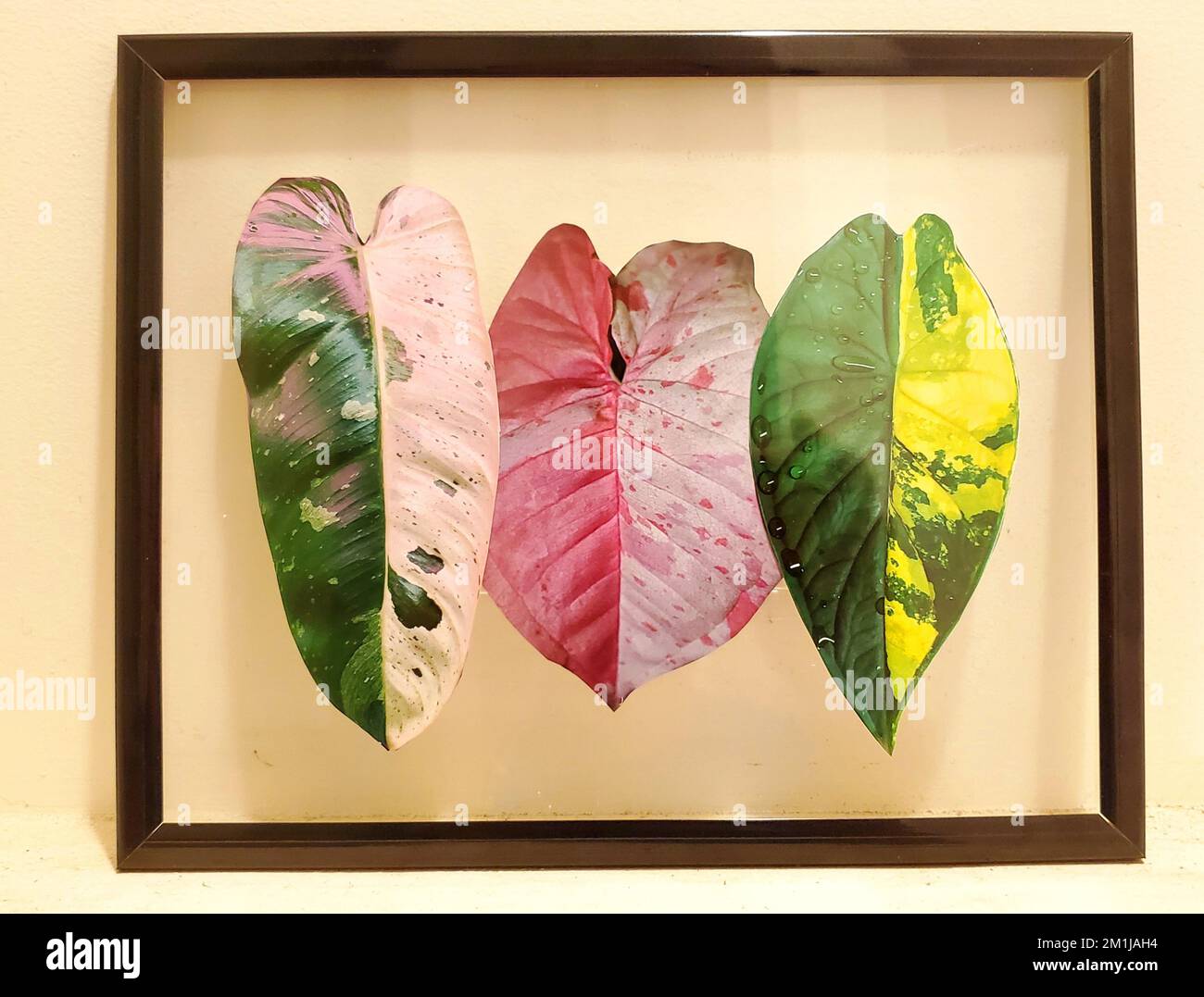 Photos colorées de plantes tropicales et de feuilles brillantes à l'intérieur d'un cadre en verre flottant Banque D'Images