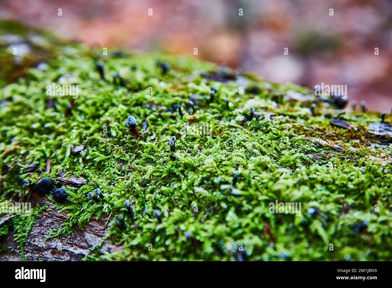 Détail macro de la bûche de mousse avec très petits champignons noirs craquant Banque D'Images