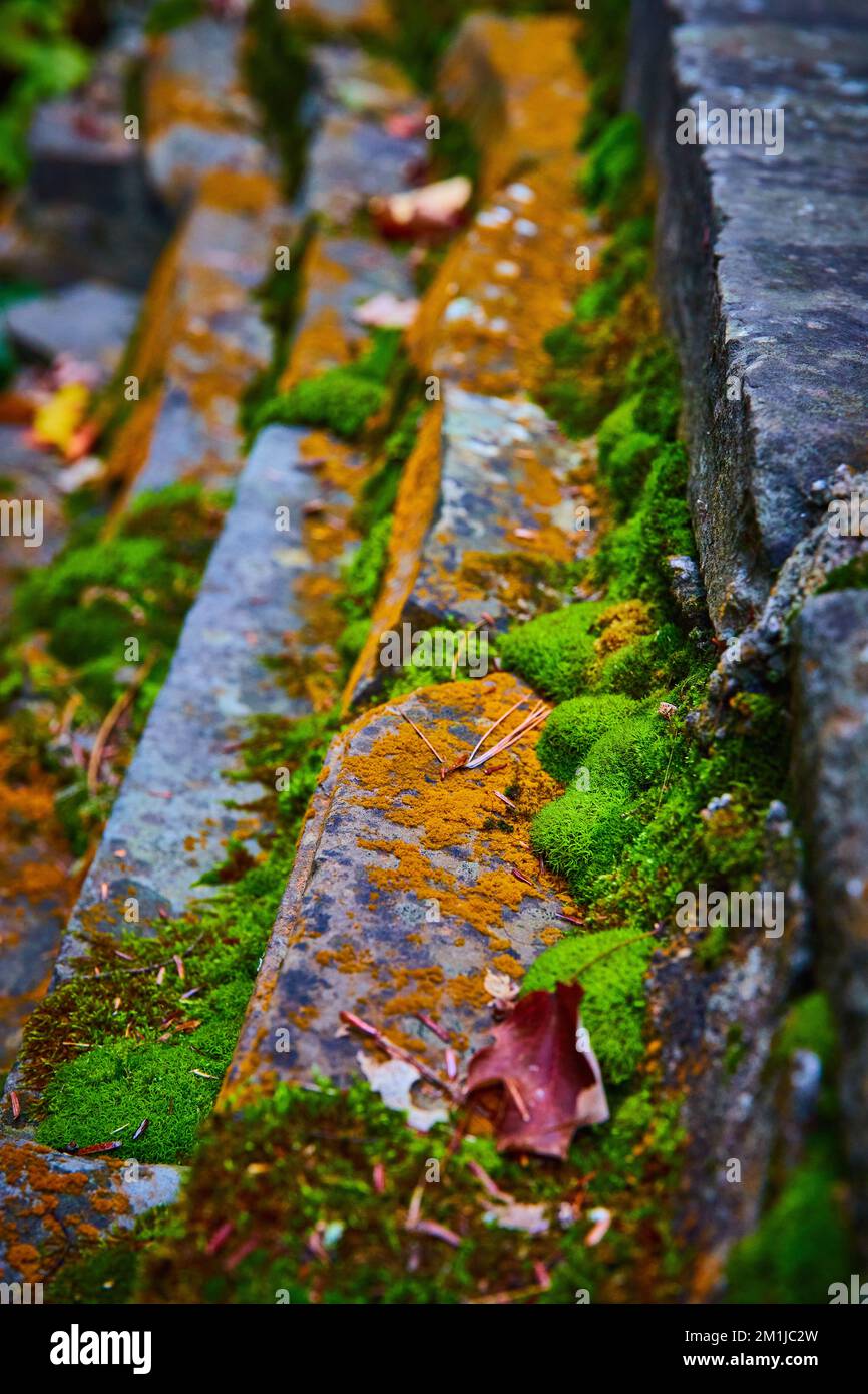 Petites pierres en détail recouvertes de mousse et de lichen orange Banque D'Images