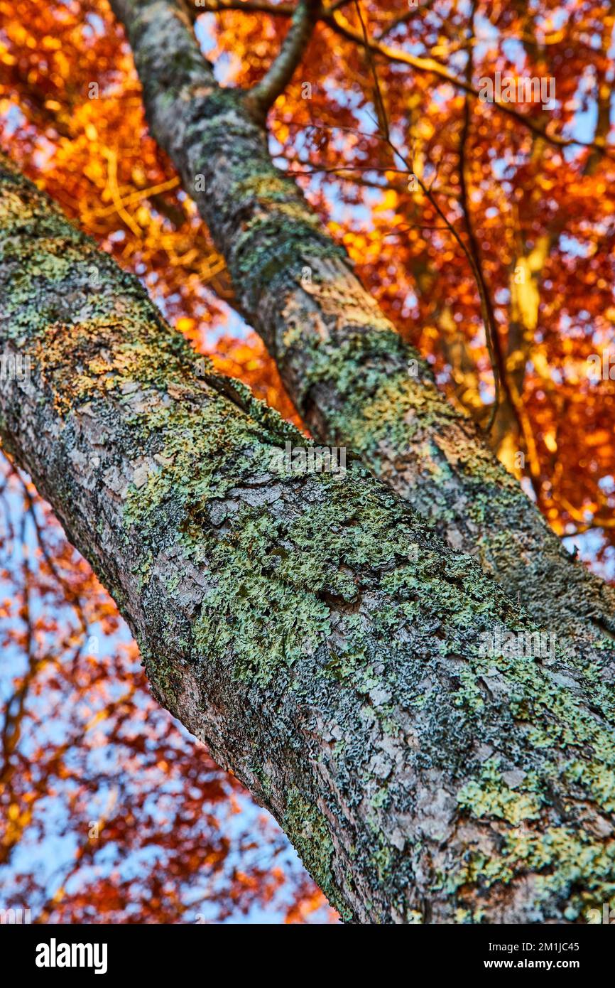 Écorce d'arbre recouverte de mousse et de lichen avec des feuilles d'orange à la fin de l'automne Banque D'Images