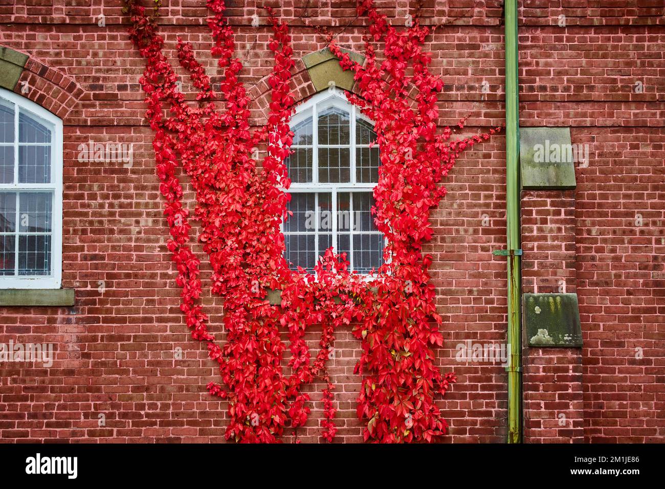 De belles vignes rouges vibrantes s'accroissant autour d'une fenêtre de mur de briques Banque D'Images