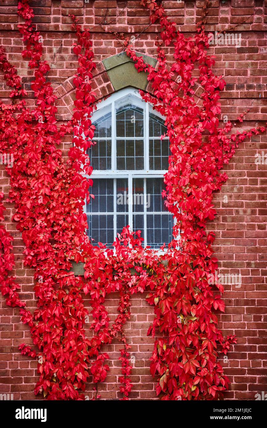 Les vignes rouges brillantes poussent sur un mur de briques autour de la fenêtre Banque D'Images