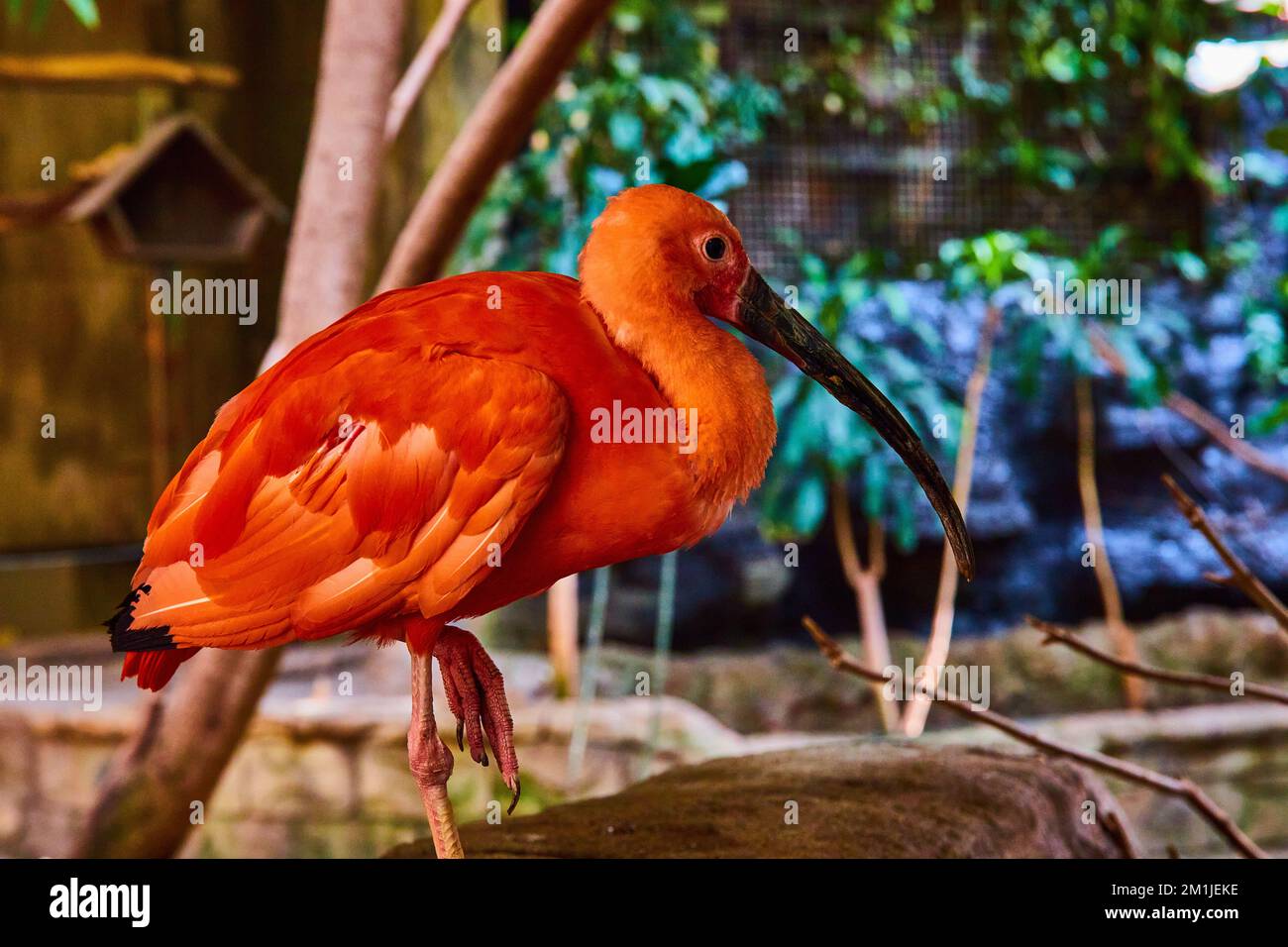 Magnifique oiseau ibis Scarlet rose au repos dans un environnement de forêt tropicale Banque D'Images