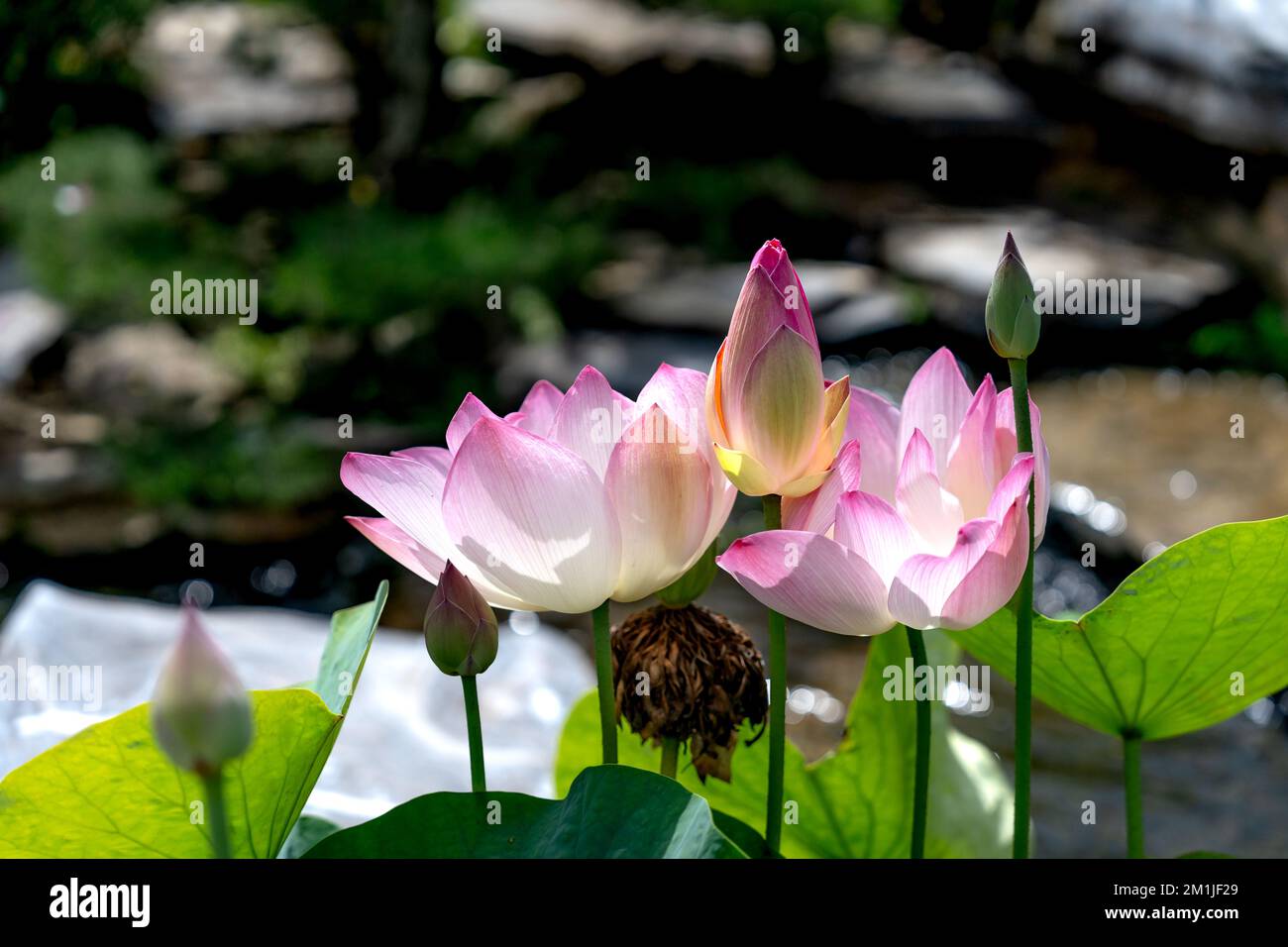 Fleur de Lotus et plantes fleur de lotus Banque D'Images