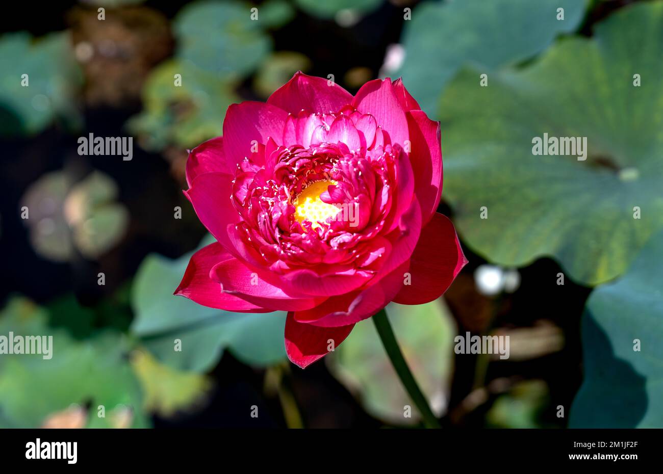 Fleur de Lotus et plantes fleur de lotus Banque D'Images