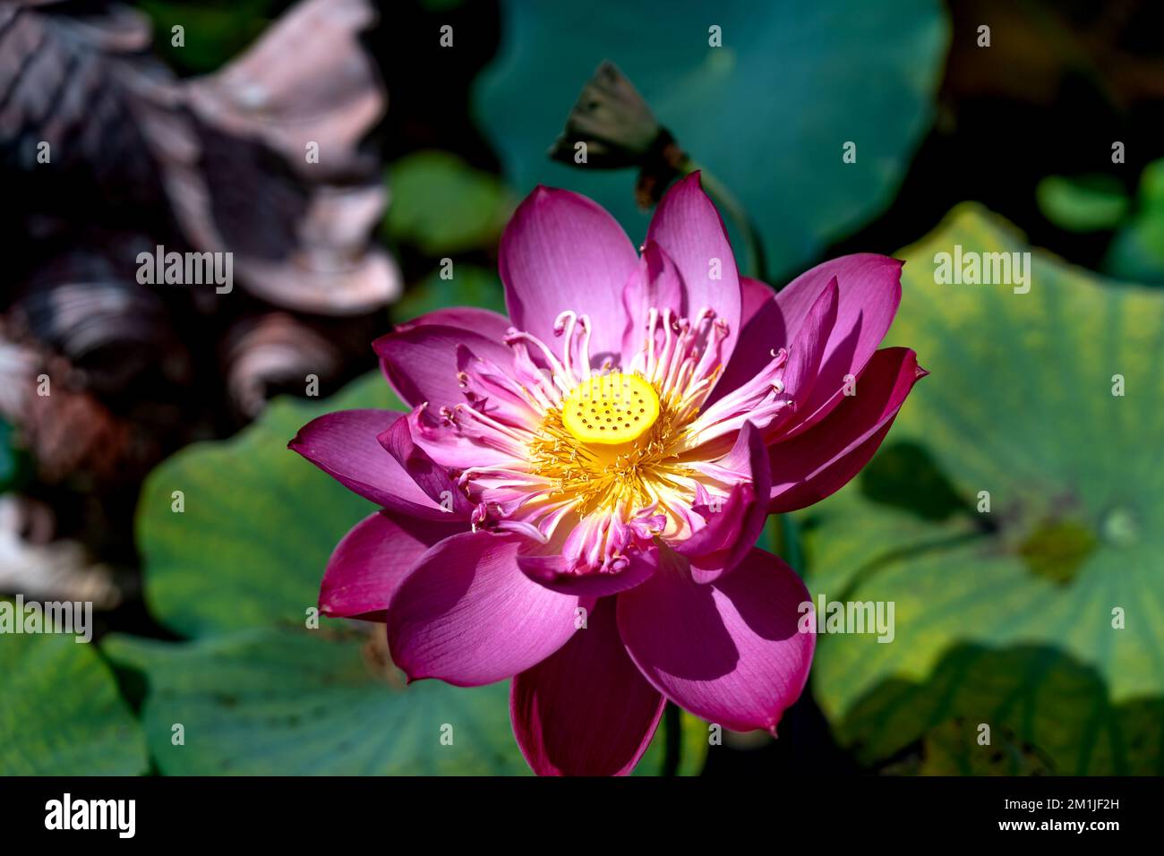 Fleur de Lotus et plantes fleur de lotus Banque D'Images