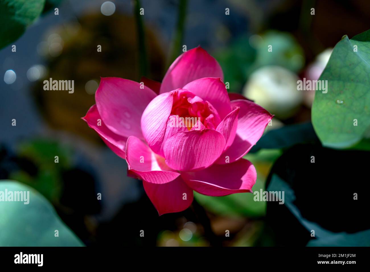 Fleur de Lotus et plantes fleur de lotus Banque D'Images