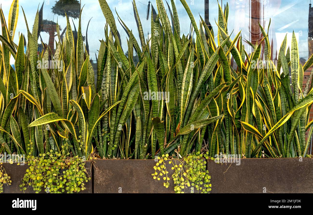 Plante de serpent (Sansevieria) dans le jardin au Vietnam Banque D'Images