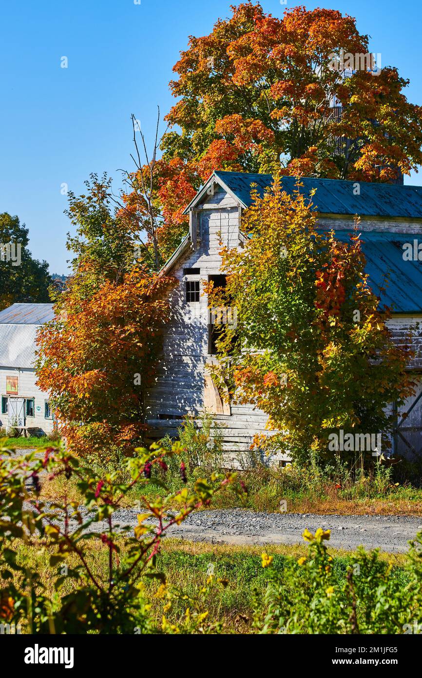 La vieille grange s'est délacée dans le pays avec une route de gravier et entourée d'arbres d'automne à feuilles d'orange Banque D'Images