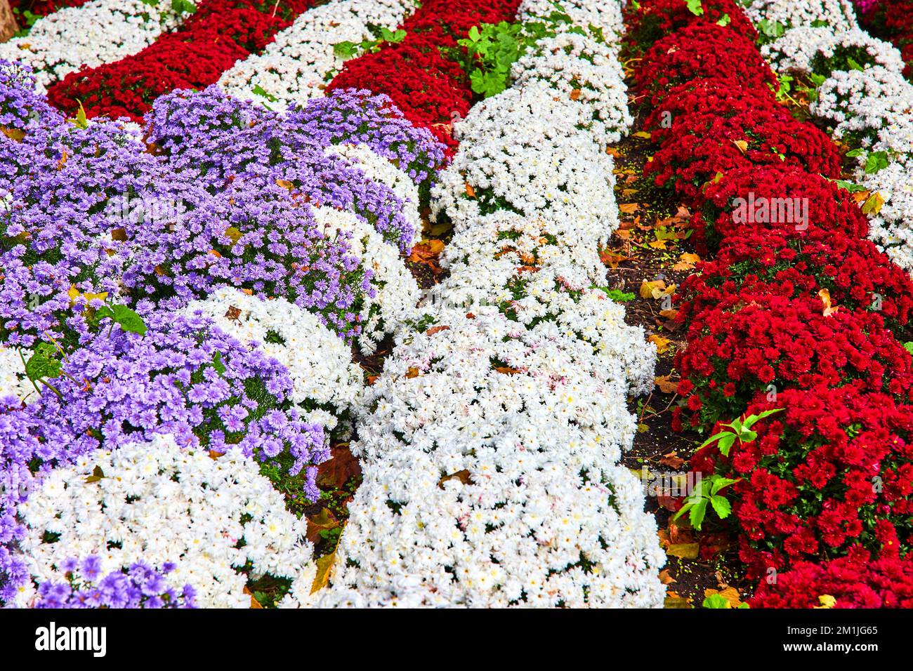 Les fleurs violettes, blanches et rouges forment un motif de drapeau américain en détail Banque D'Images