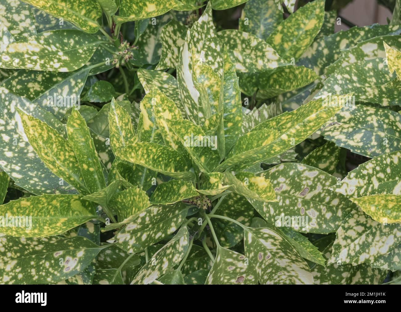 aucuba japonica plante avec feuilles variégées à l'extérieur avec lumière du jour Banque D'Images