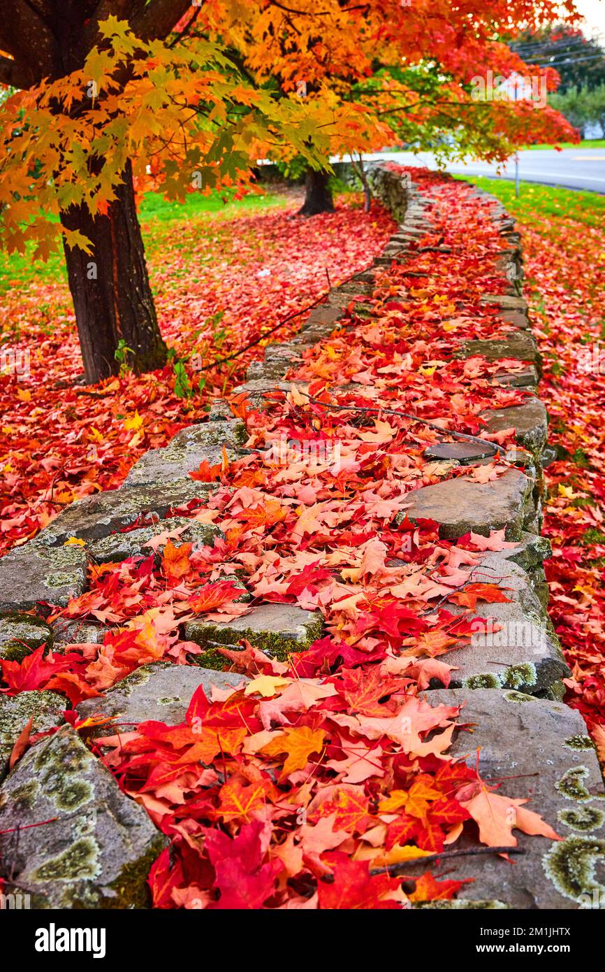 Vue sur le mur en pierre recouvert de piles de feuilles rouges vibrantes à côté d'une rangée d'arbres Banque D'Images