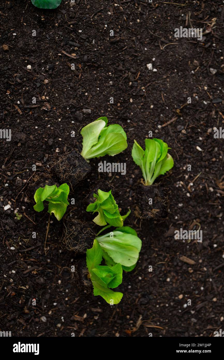 Plantules de laitue romaine. Culture de légumes purs dans votre propre jardin. Plante de laitue sur le sol.Maison jardin Banque D'Images