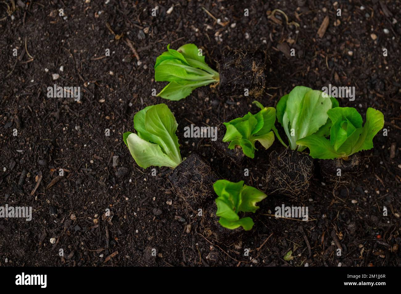 Plantules de laitue romaine. Culture de légumes bio purs dans votre propre jardin. Plante de laitue sur le sol.Maison jardin Banque D'Images