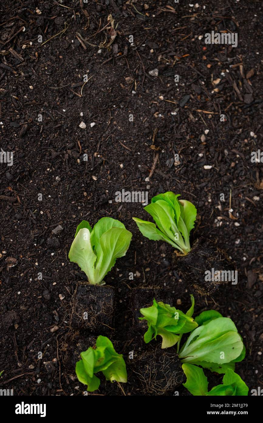Plantules de laitue romaine. Plante de laitue sur le sol.Maison jardin Banque D'Images