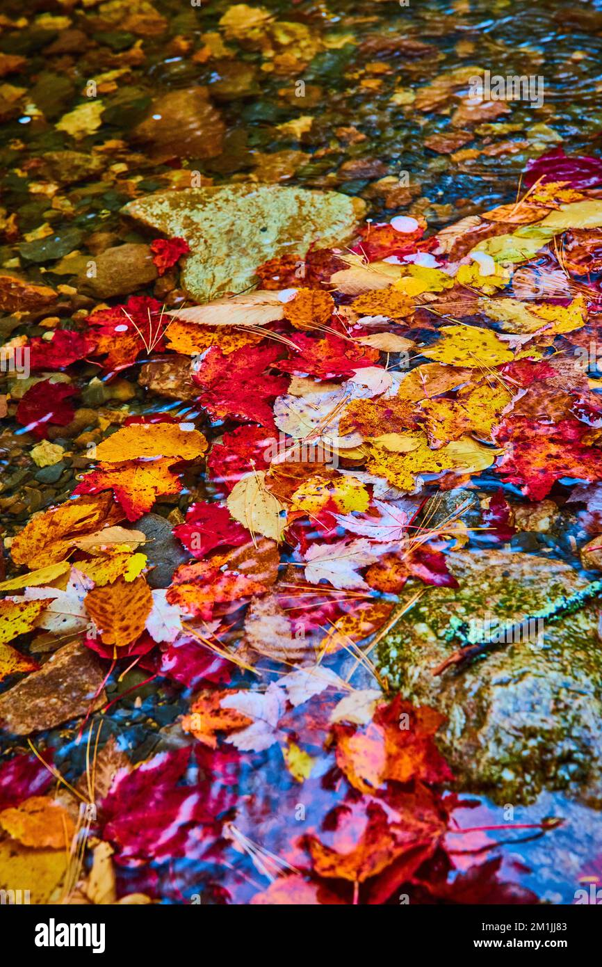 Les feuilles d'automne colorées s'accumulent sur la surface de la rivière dans le tas Banque D'Images