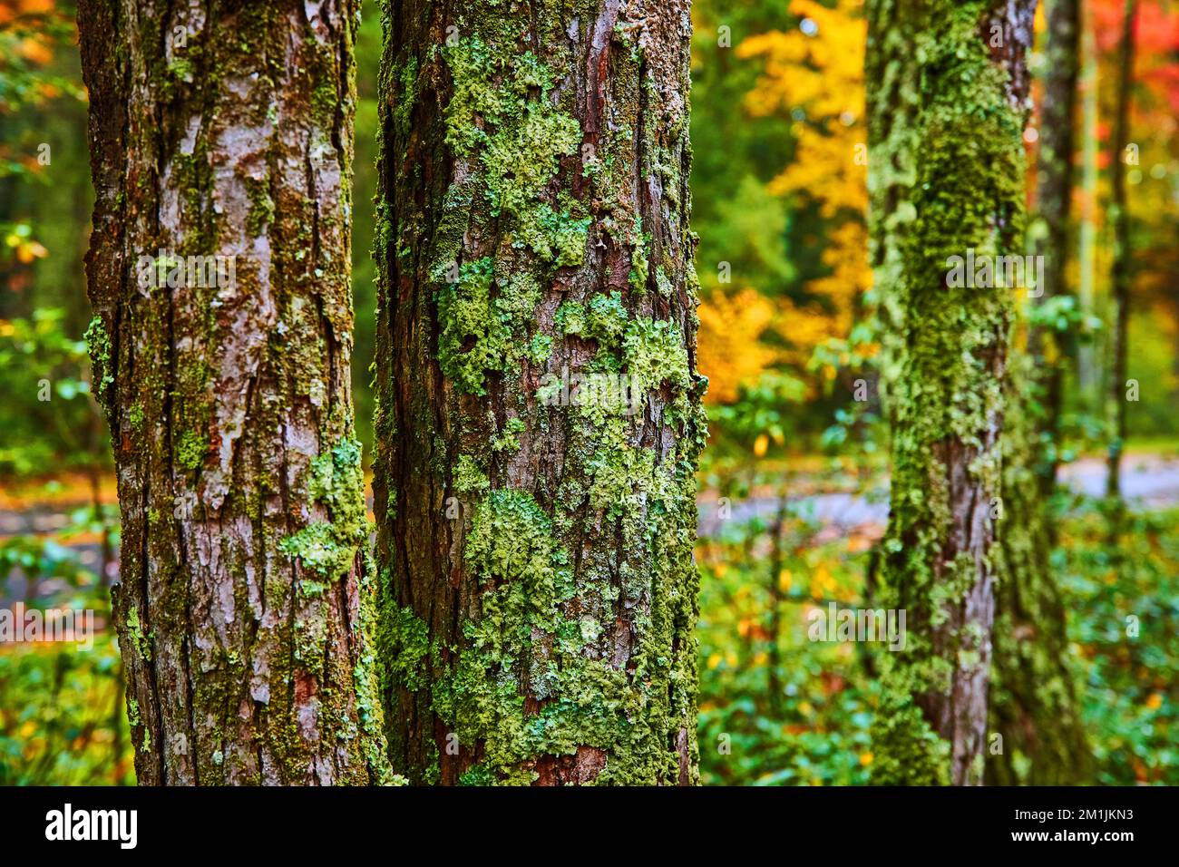 Trois arbres en détail couverts de mousse et de lichen Banque D'Images