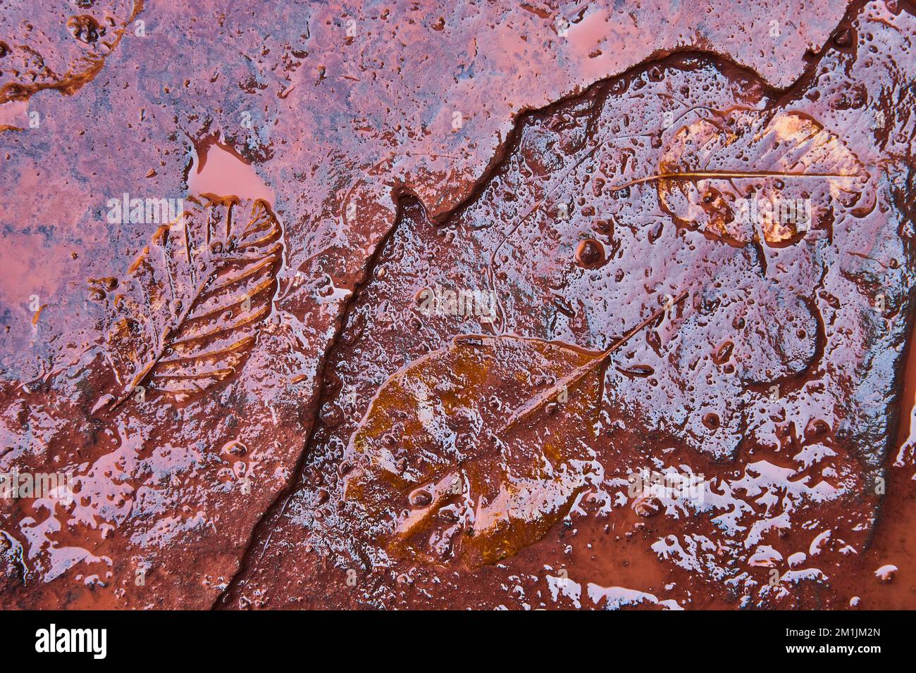 Détail du dessus de la surface en pierre marron boueuse et du trio de feuilles d'automne recouvertes de boue Banque D'Images