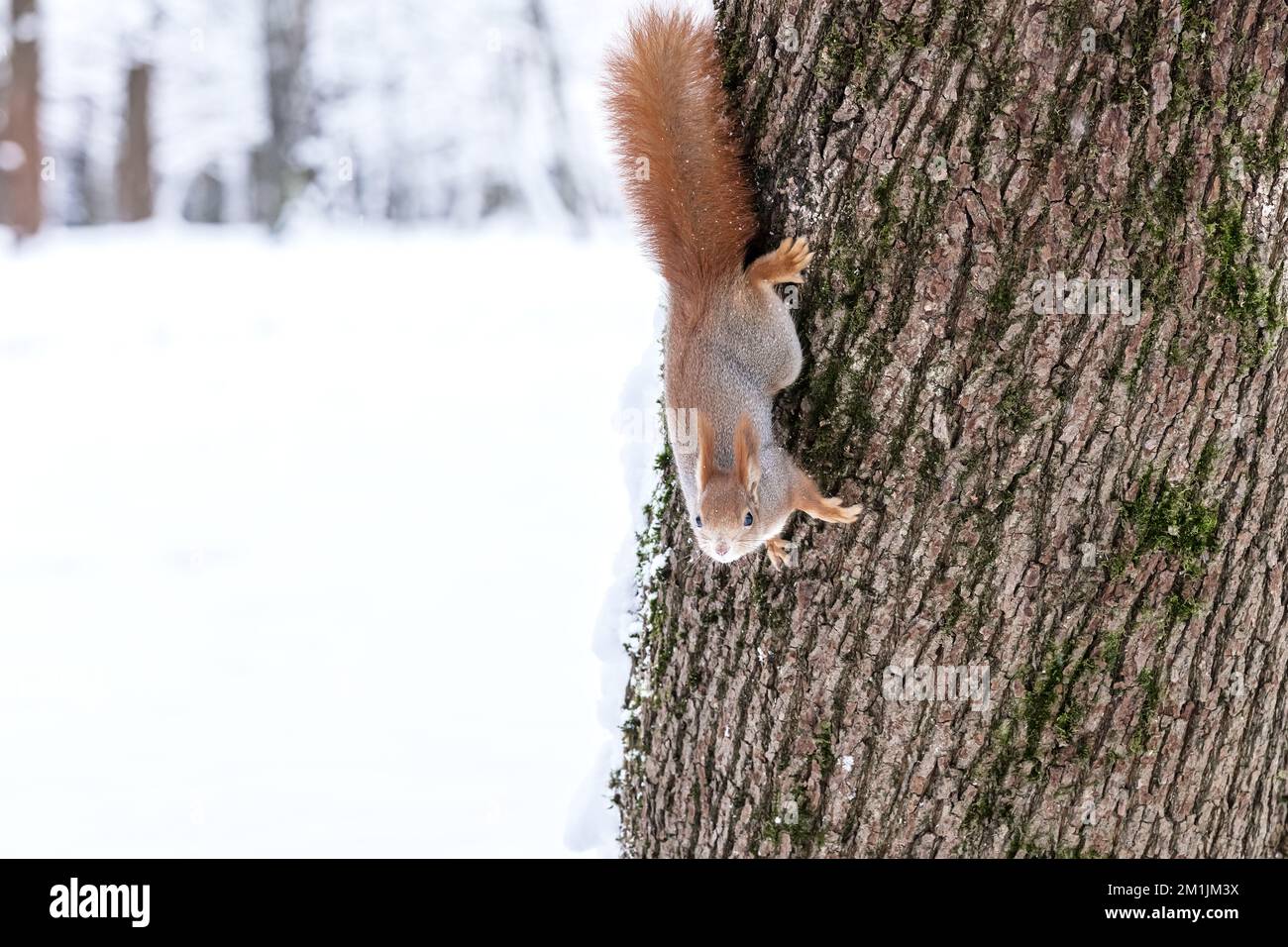 écureuil roux à fourrure suspendu sur un tronc d'arbre dans le parc d'hiver Banque D'Images