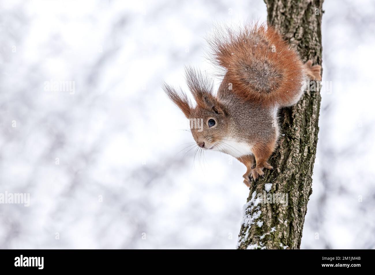 l'écureuil drôle se trouve sur un tronc d'arbre en forêt d'hiver Banque D'Images