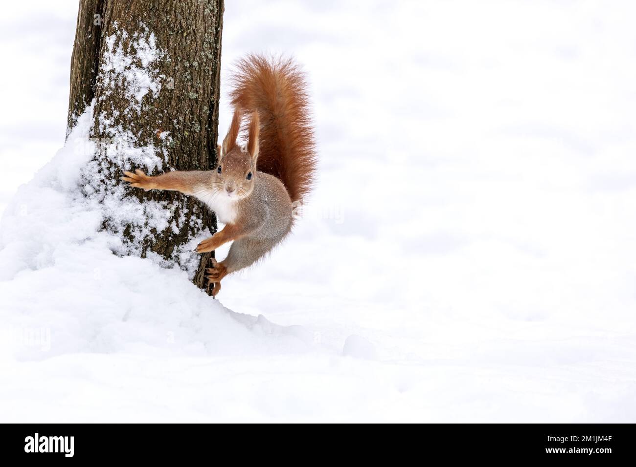 petit écureuil rouge drôle sur un tronc d'arbre dans le parc d'hiver Banque D'Images
