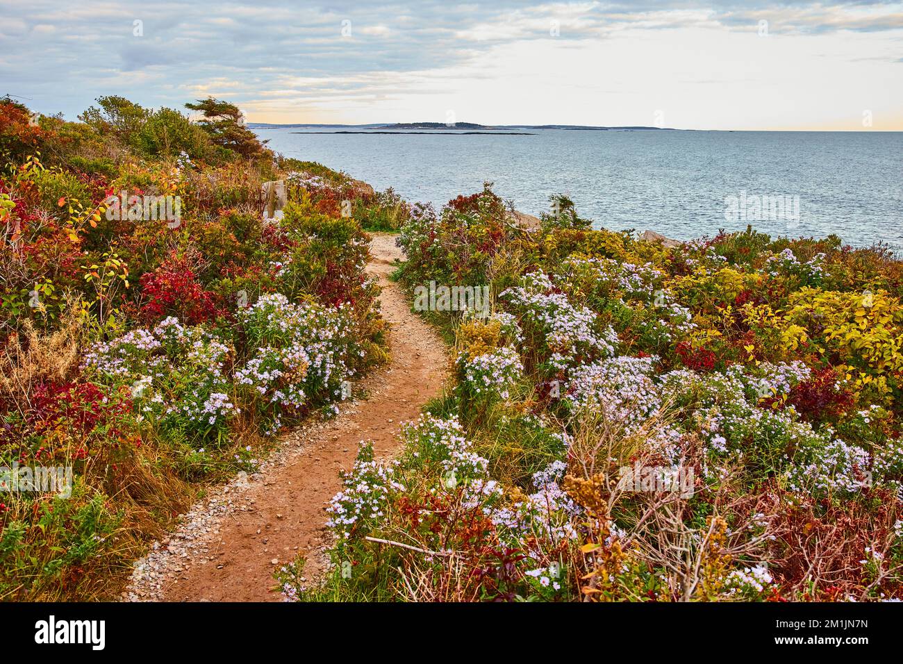 Simple chemin de terre à travers les champs de fleurs menant à la côte de l'océan Banque D'Images
