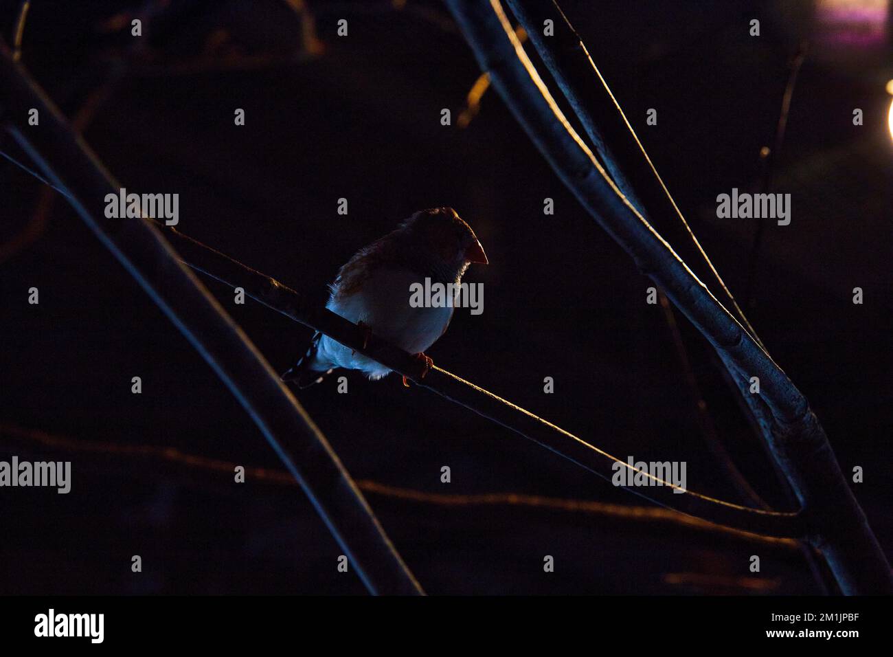 Petit oiseau de zèbre en éclairage sombre reposant sur des branches avec des reflets d'éclairage subtils Banque D'Images