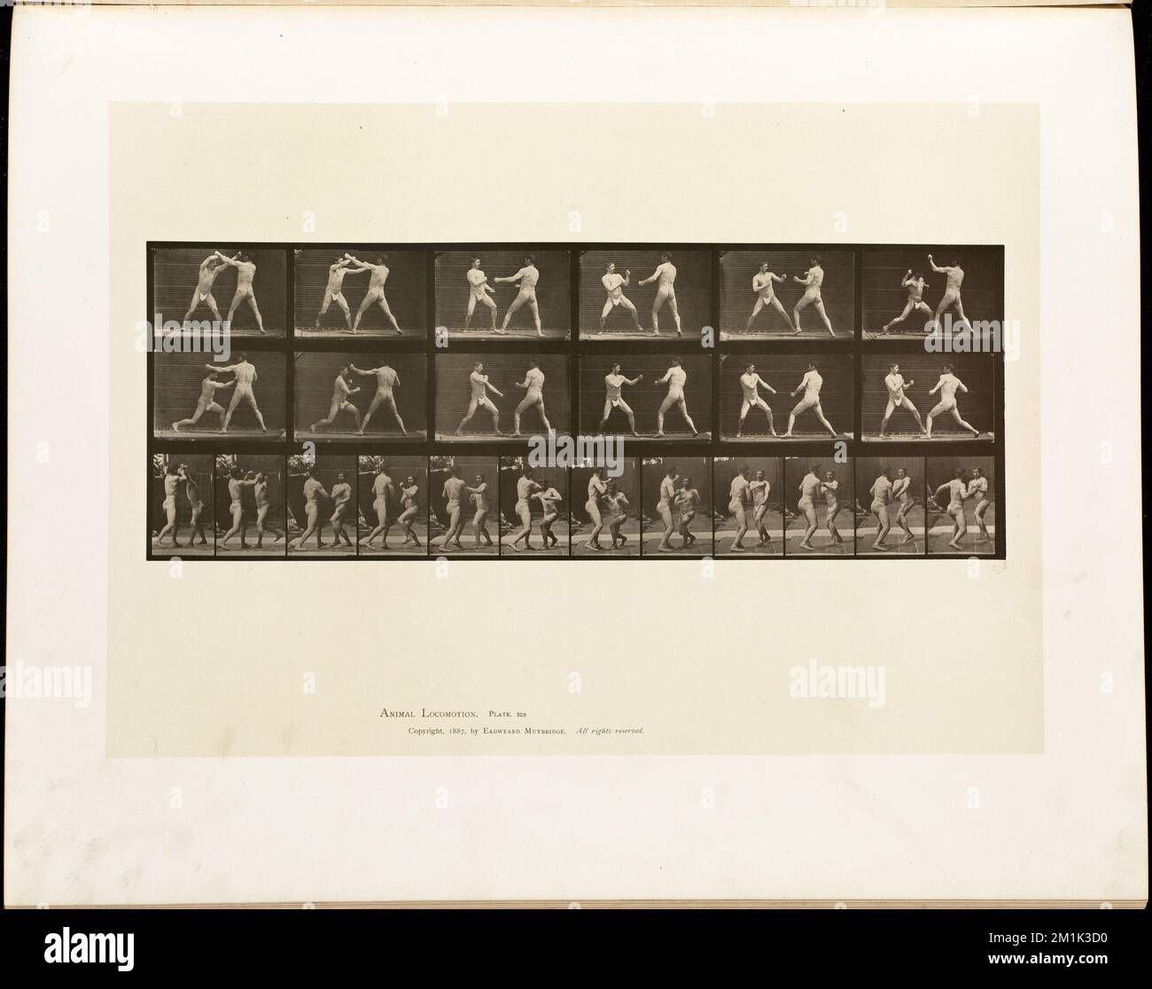 Locomotion animale. Plaque 329 , hommes, boxe, locomotion humaine, une étude électro-photographique des phases consécutives de mouvements d'animaux Banque D'Images