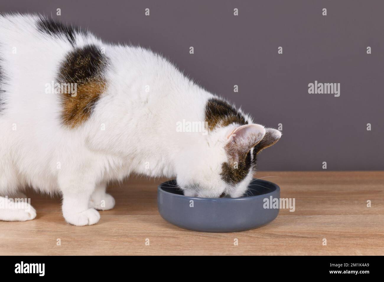 Chat de shorthair européen mangeant de la nourriture dans un bol gris Banque D'Images