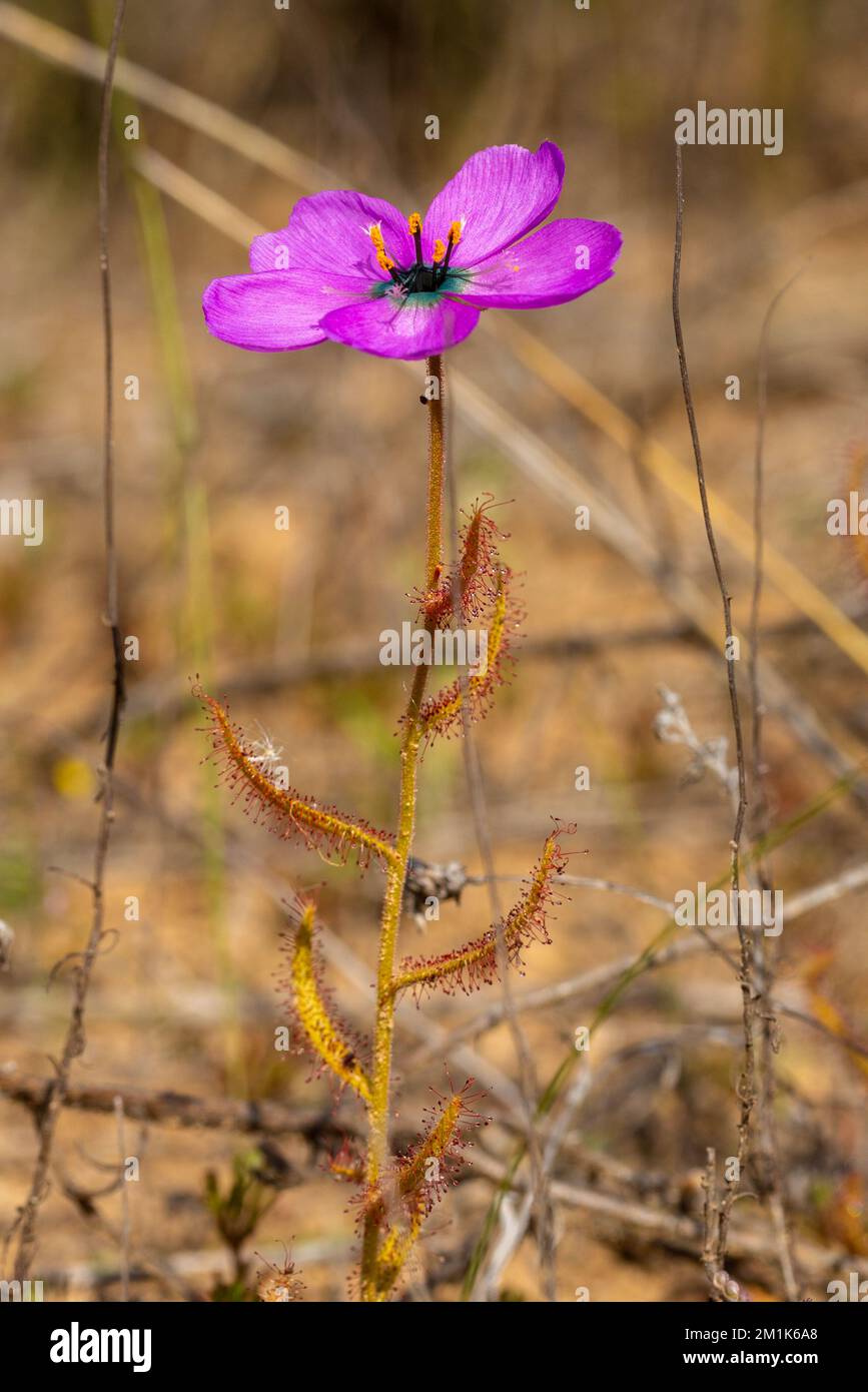 Section supérieure d'un Drosera cistiflorale rose dans l'habitat naturel Banque D'Images