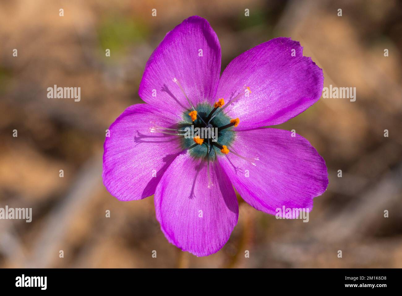 Gros plan d'une fleur rose foncé d'un Drosera cistiflora vu dans l'habitat naturel près de Citrusdal dans le Cap occidental de l'Afrique du Sud Banque D'Images