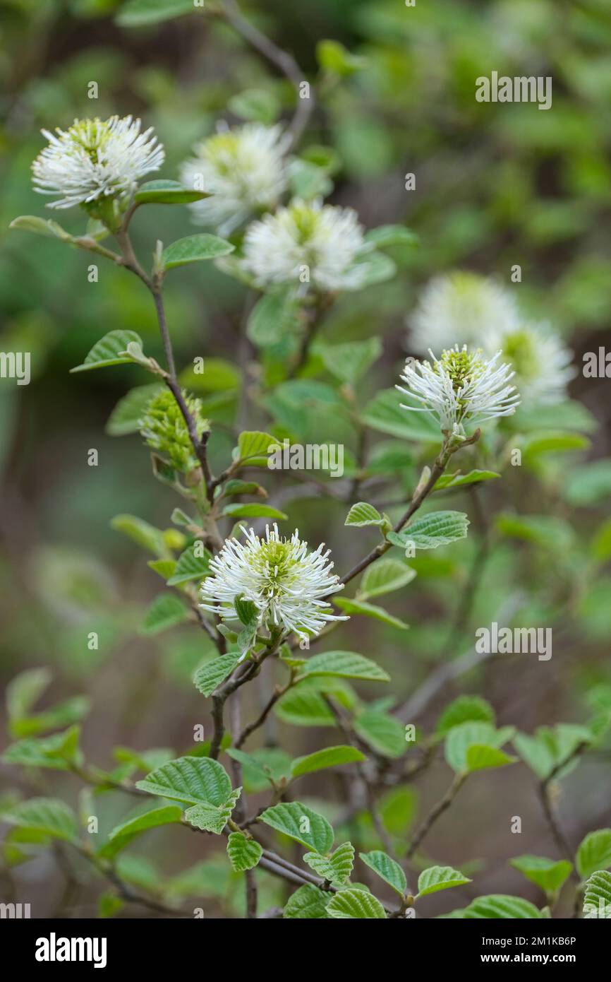 Fothergilla Major, groupe monticola, groupe monticola de sorcière de montagne, fleurs de printemps blanches Banque D'Images