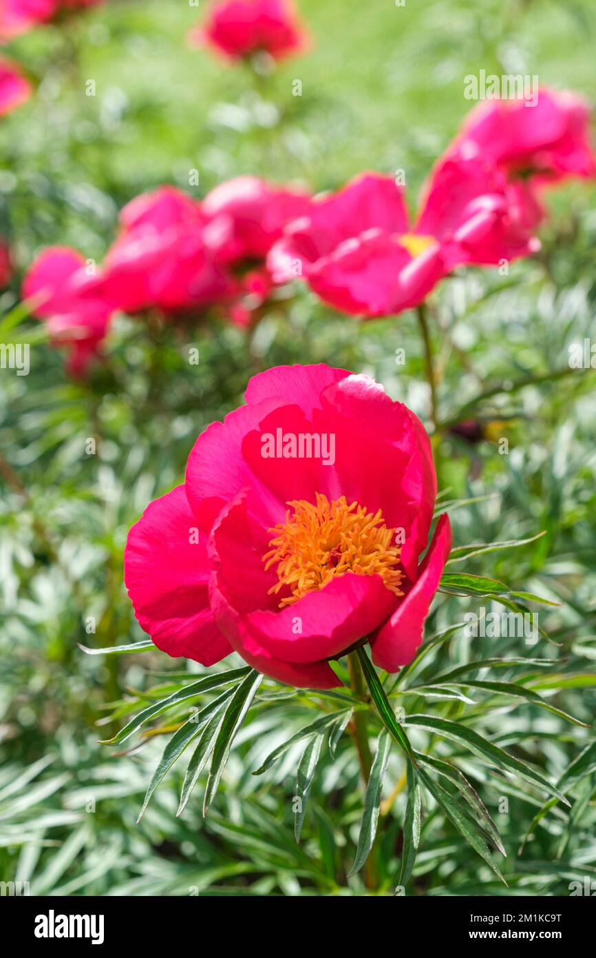 Paeonia smouthii, pivoine hybride, herbacée vivace avec des fleurs crimson simples et foncées et des étamines jaunes Banque D'Images