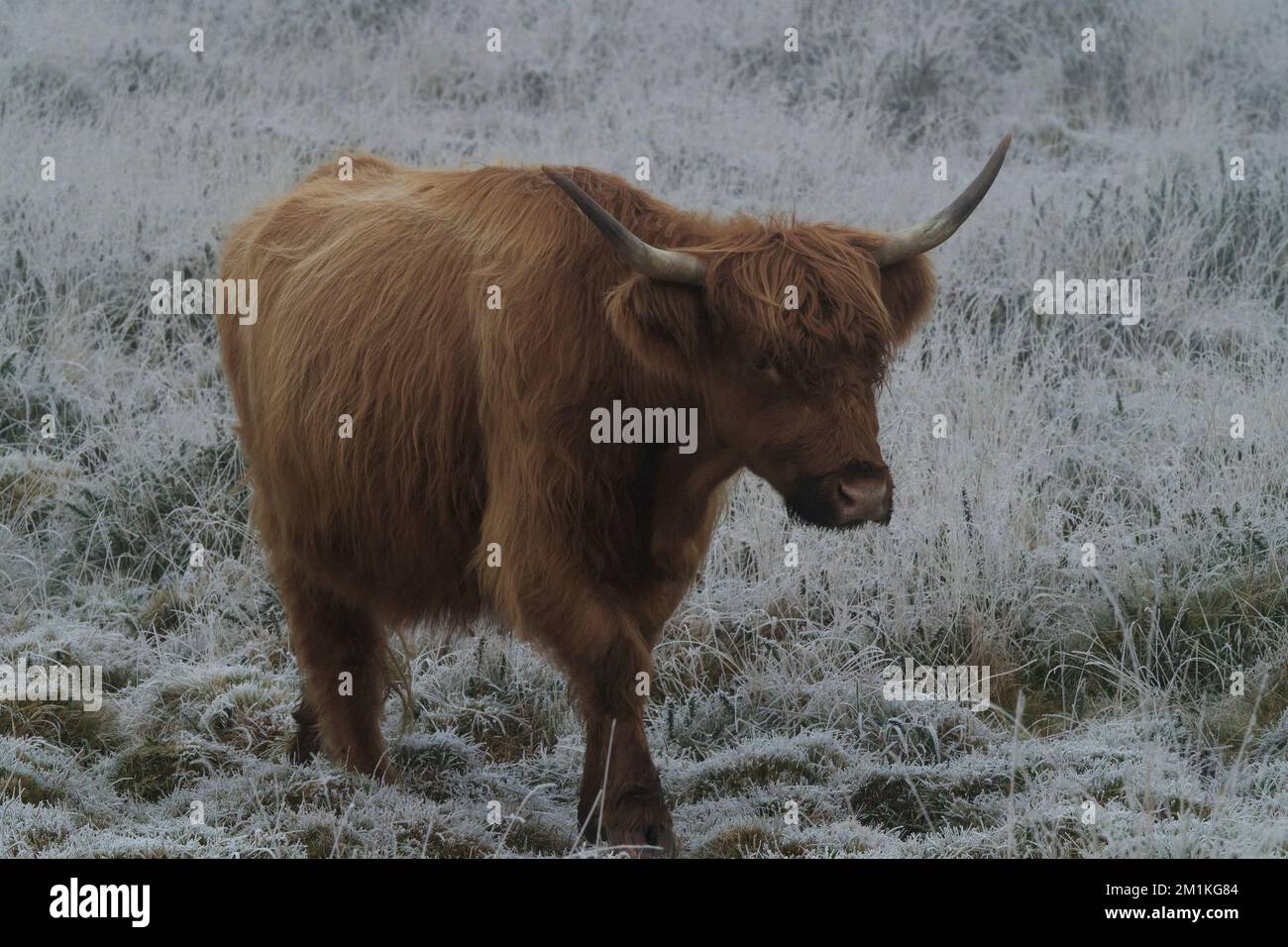 Highland Cow in the Freezing Fog & Frost, près de Rippon Tor, Dartmoor Banque D'Images