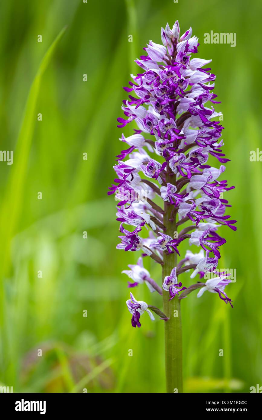 Orchidée sauvage dans les montagnes des Carpates blanches, République tchèque Banque D'Images