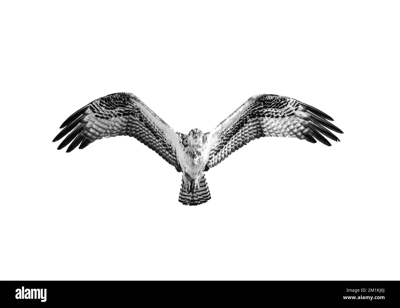 Un grand Osprey dans le vol sur fond blanc Banque D'Images
