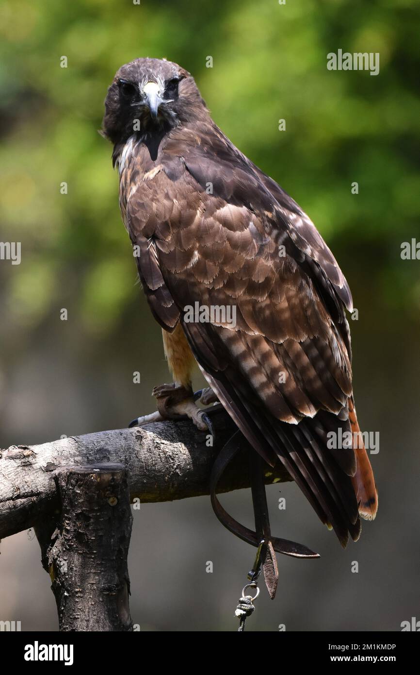 Non exclusif : une espèce de buse de queue rouge vue dans son habitat au cours d'un programme de conservation des espèces, le zoo compte 1803 animaux en captivité à Chapicultepe Banque D'Images
