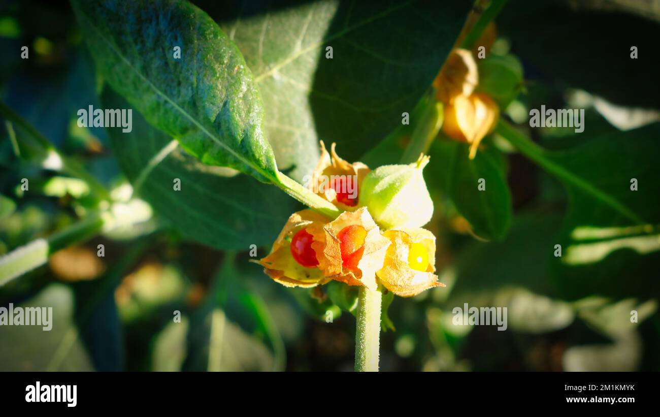 Usine de Withania somnifera. Communément appelé Ashwagandha (cerise d'hiver), est une plante médicinale importante qui a été utilisée dans Ayurved. Ginseng indien Banque D'Images