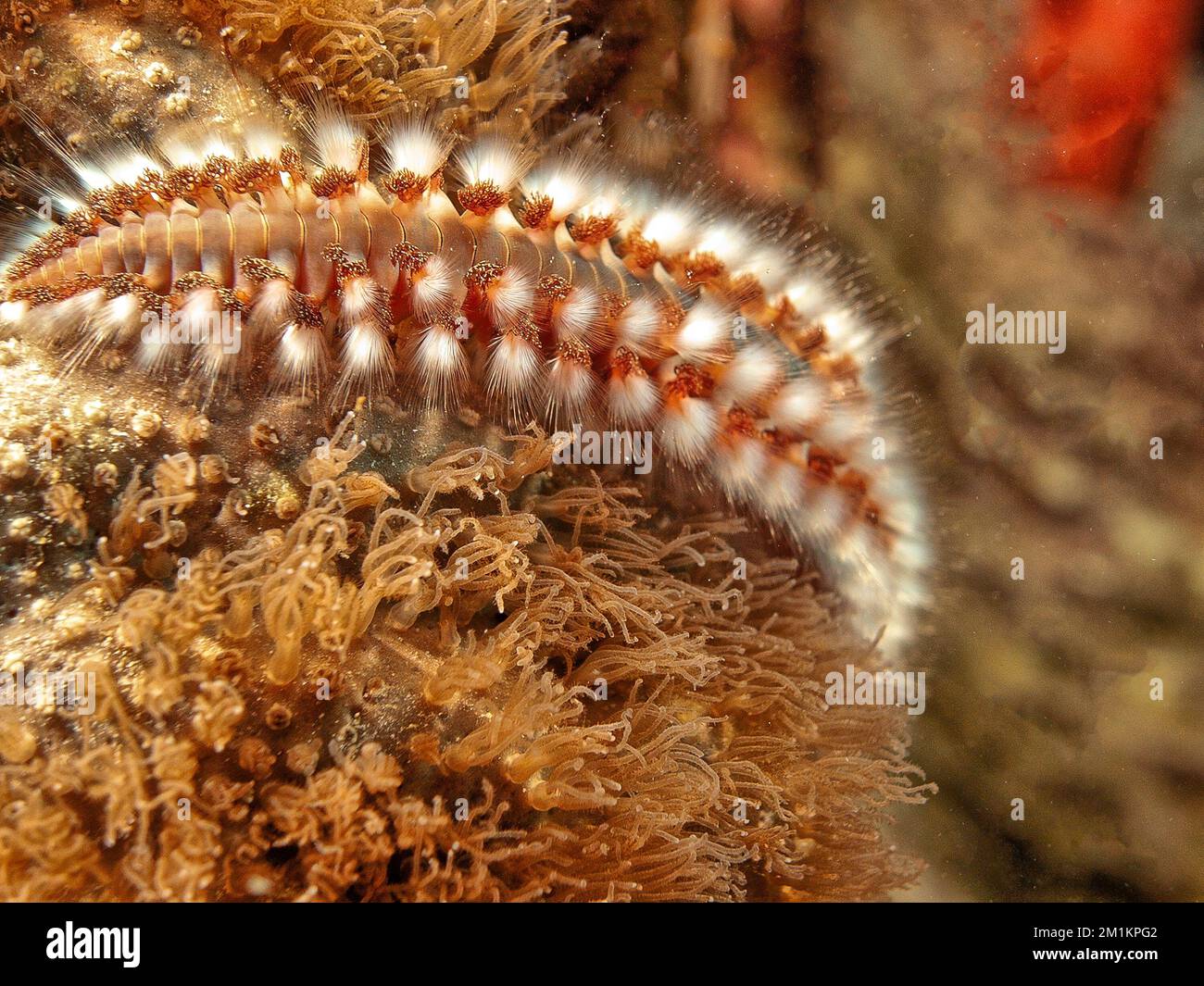 L'hermodice carunculata, la tordeuse des mers barbes, est un type de soiloas marins appartenant à la famille des Amphinomidae Banque D'Images