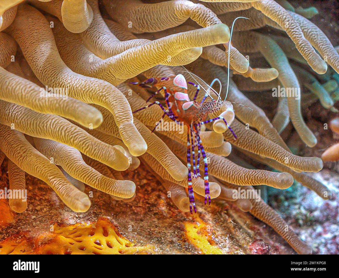 La crevette tachetée Periclimenes yucatanicus,plus propre, est une sorte de crevettes plus propres communs à la mer des Caraïbes. Banque D'Images