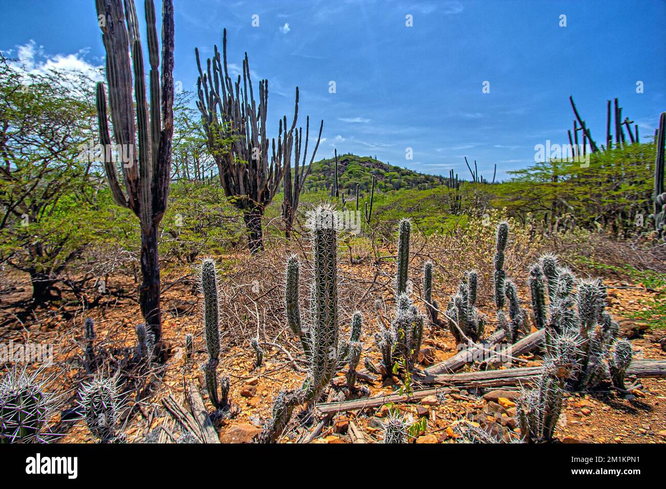 Le parc national de Washington Slagbaai est un parc national et une réserve écologique situé dans la partie nord-ouest de l'île de Bonaire dans les Caraïbes Netherl Banque D'Images