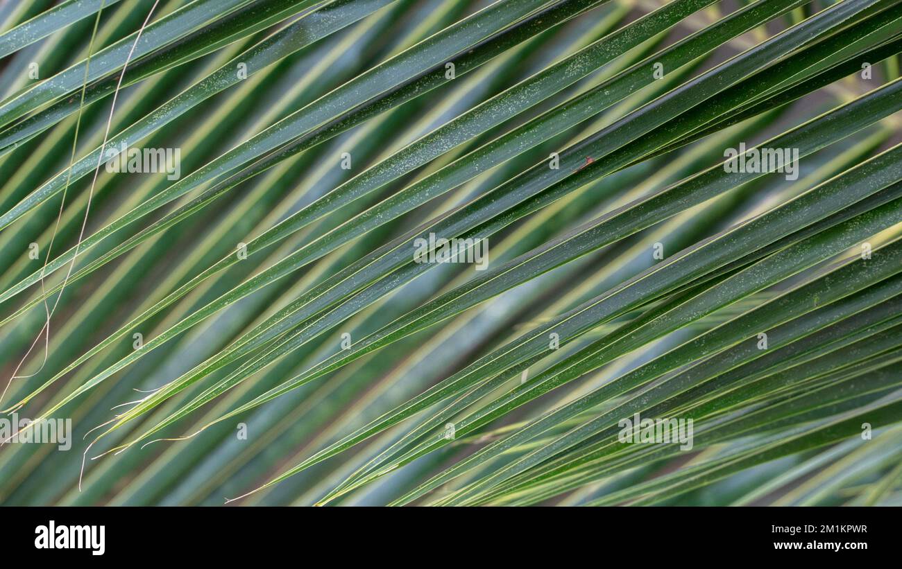 Texture de la brindille de palmier, gros plan des feuilles de palmier Banque D'Images