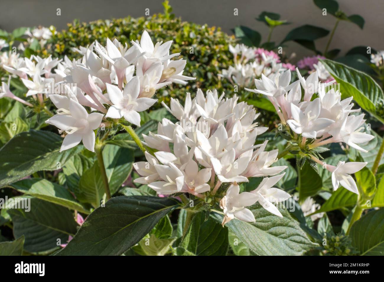 Petites fleurs roses de Pentas lanceolata, communément connues sous le nom de starcluster égyptien. Banque D'Images