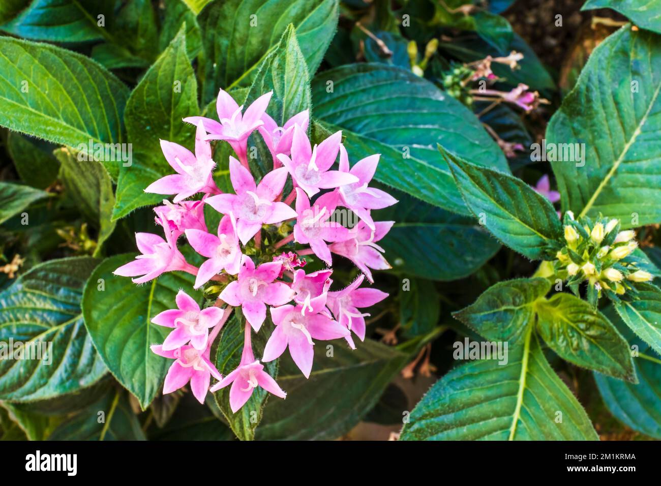 Petites fleurs roses de Pentas lanceolata, communément connues sous le nom de starcluster égyptien. Banque D'Images