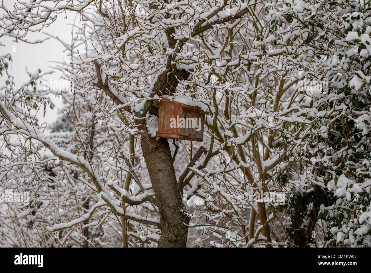 Gros plan de boîtes d'oiseaux en bois suspendues sur un arbre et recouvertes de neige Banque D'Images