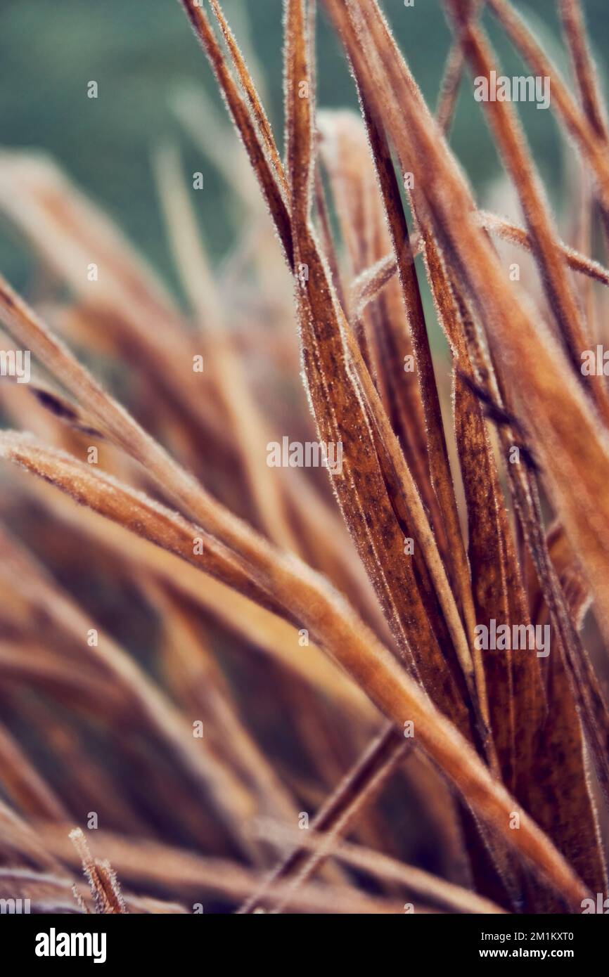 Feuilles d'herbe ornementale Hakonechloa matra 'Aureola' en automne. Banque D'Images