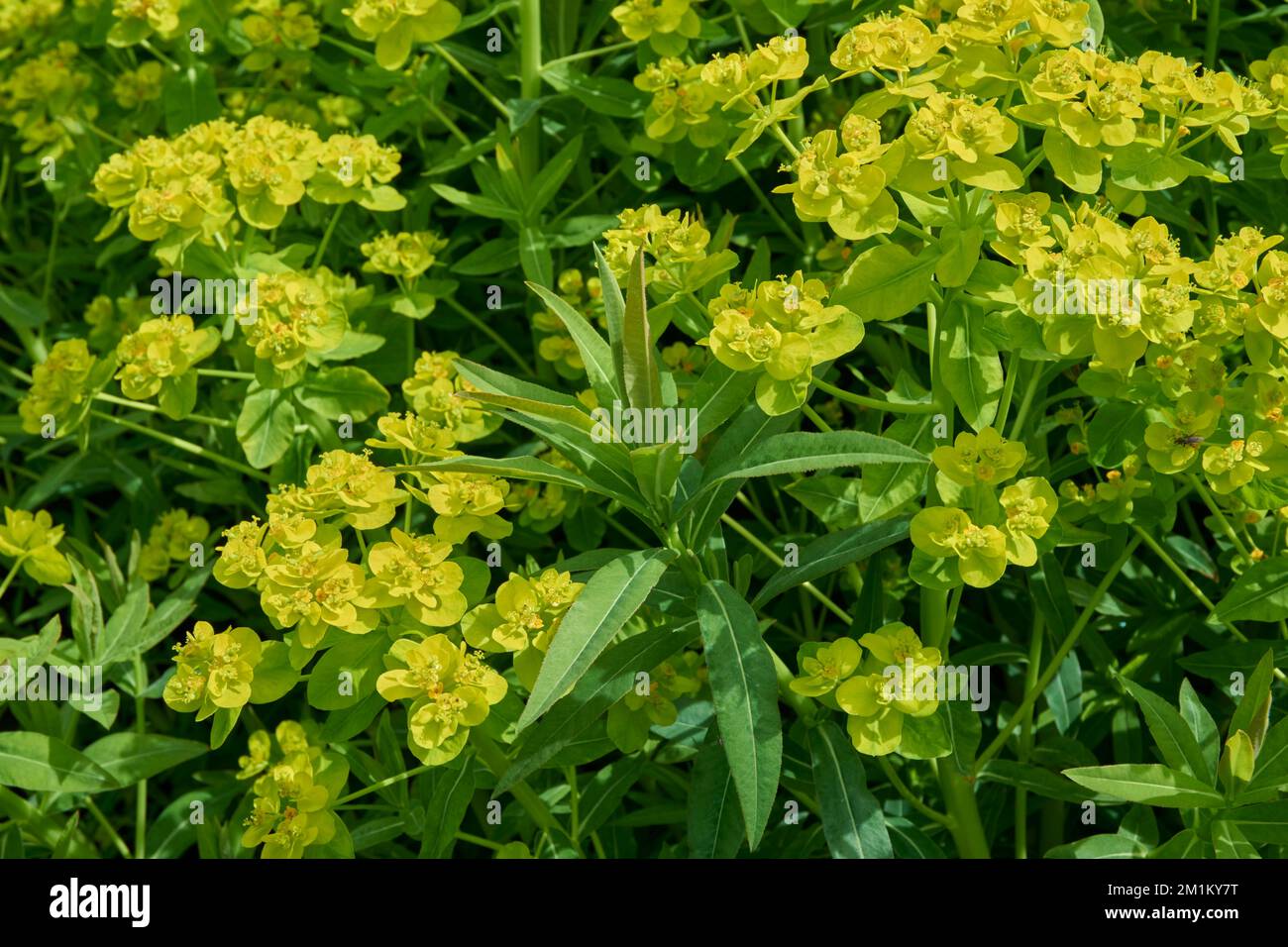 Fleurs jaunes vertes de la plante à feuilles caduques Euphorbia palustris. Banque D'Images