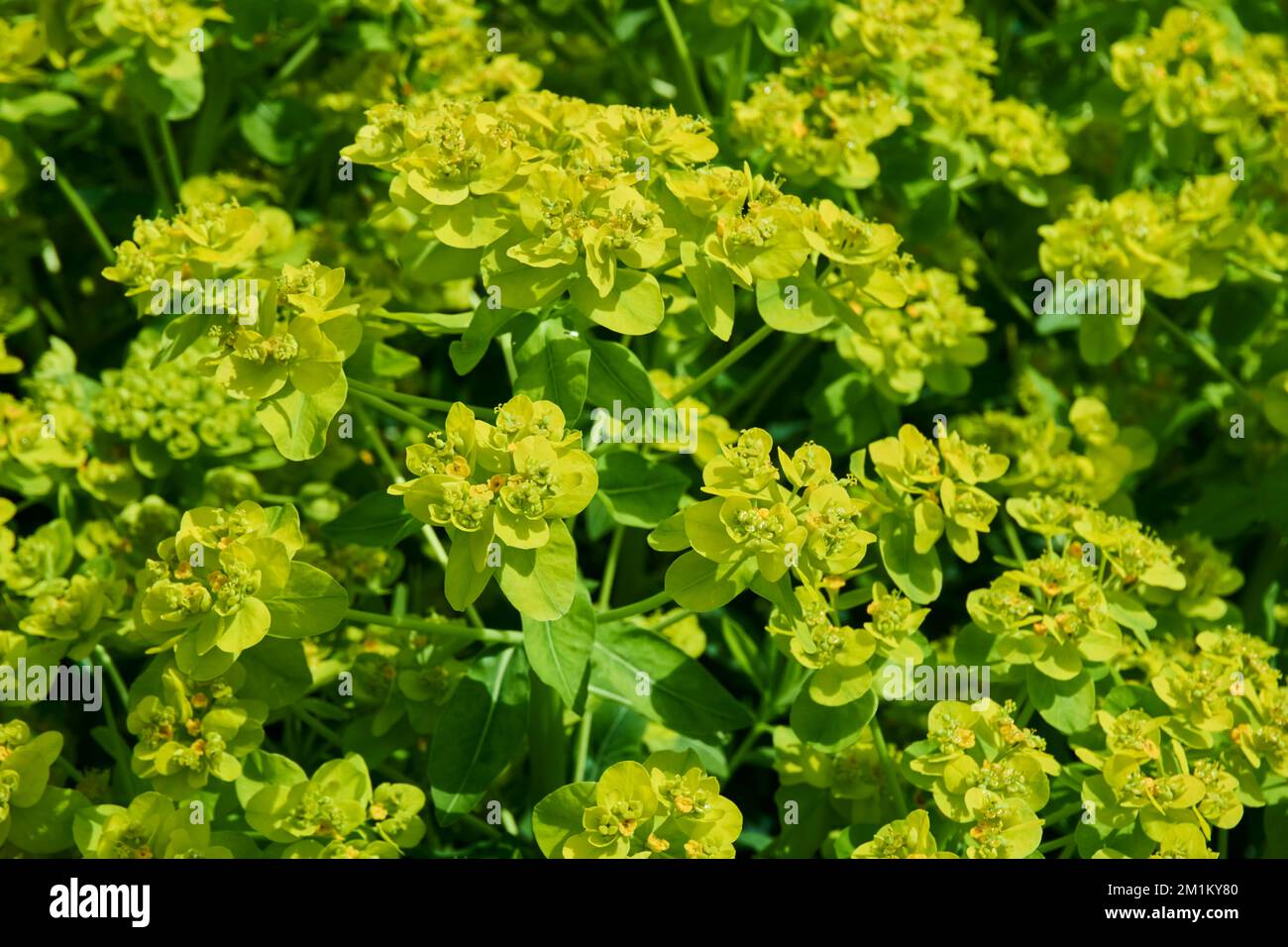 Fleurs jaunes vertes de la plante à feuilles caduques Euphorbia palustris. Banque D'Images