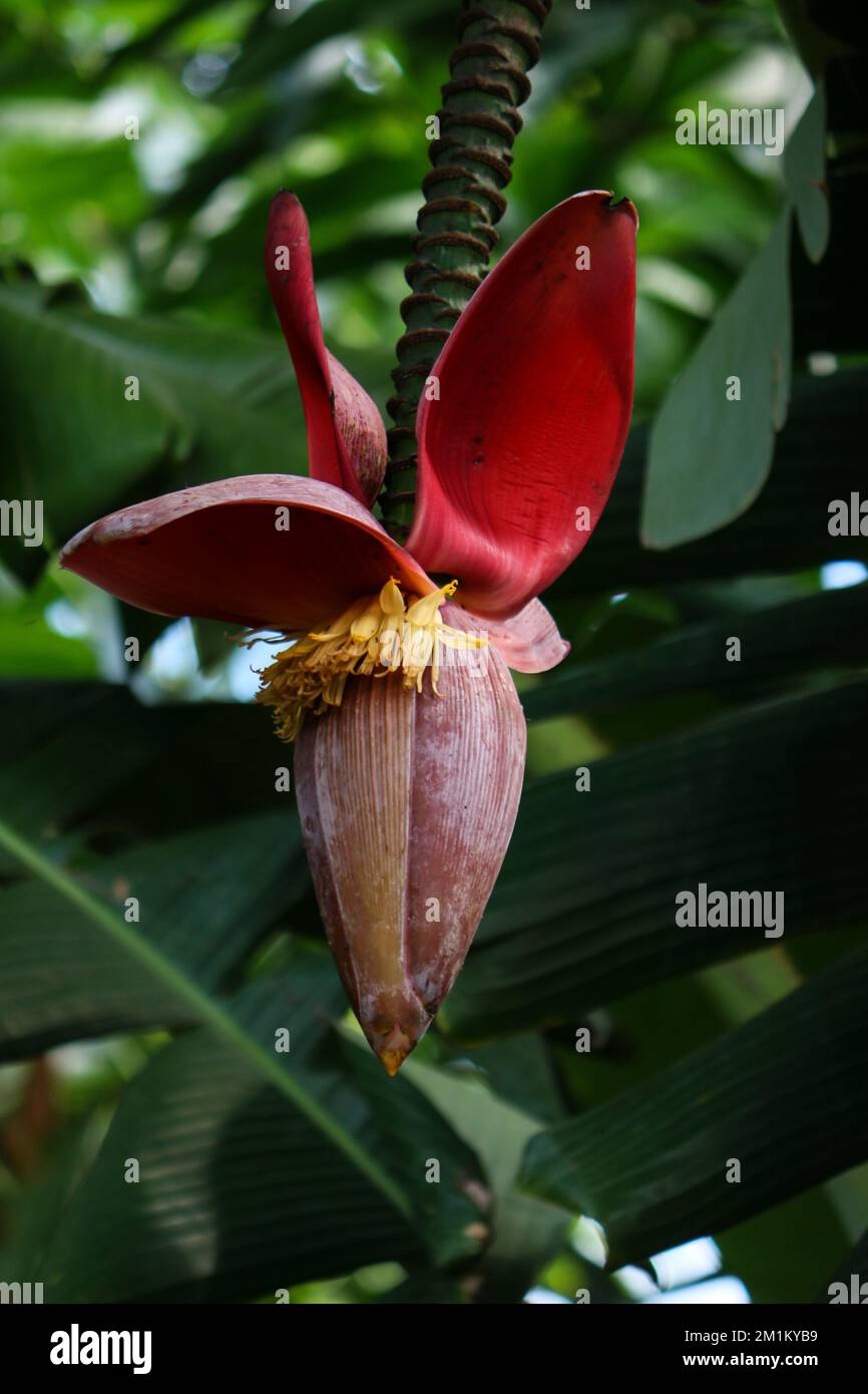 Inflorescence de la banane, fleur de l'arbre de la banane Banque D'Images